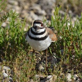 Entry image for Mother