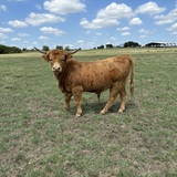 Entry image for My Highland Bull