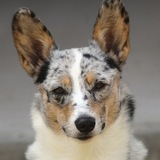 Entry image for Dignity in Silence 