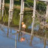 Entry image for Flamingo in the Galapagos 