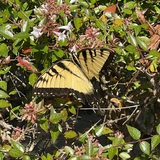Entry image for Butterfly resting 