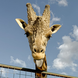 Entry image for Safari Trip