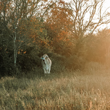 Entry image for Beauty in the Brush