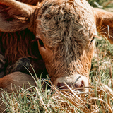 Entry image for Sweet face