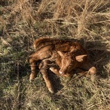 Entry image for Resting