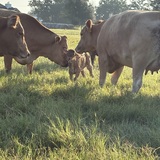 Entry image for New Life