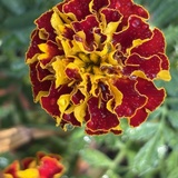 Entry image for After The Rain