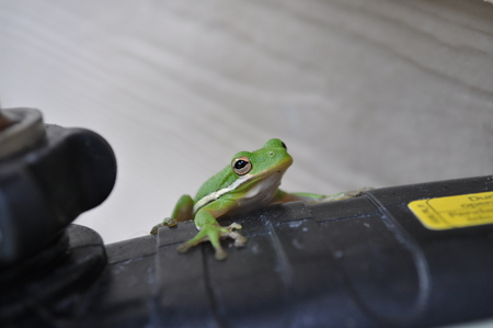 Entry image for Friendly Frog. Clicking this image will show a larger photo