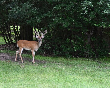 Entry image for Ghost Deer. Clicking this image will show a larger photo