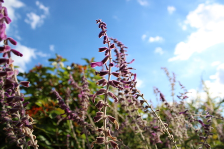 Entry image for Tall Purple Flowers. Clicking this image will show a larger photo