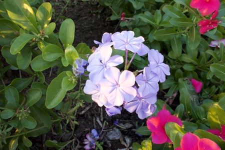 Entry image for Plumbago. Clicking this image will show a larger photo