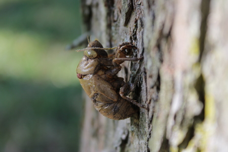 Entry image for Cicada Shed. Clicking this image will show a larger photo