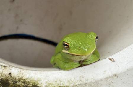 Entry image for Green Frog. Clicking this image will show a larger photo