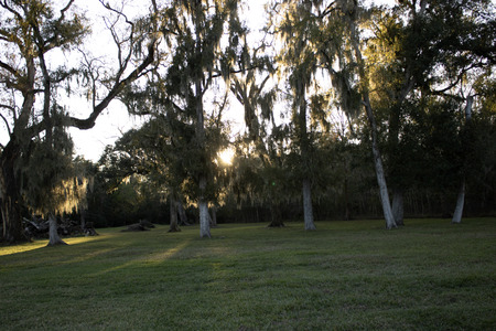 Entry image for Sunbeams Through Tree Line. Clicking this image will show a larger photo