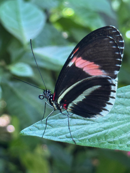 Entry image for Postman Butterfly. Clicking this image will show a larger photo