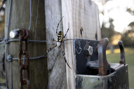 Entry image for Garden Spider. Clicking this image will show a larger photo