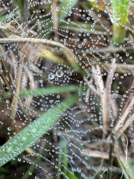 Entry image for Water Droplets on Spider Web. Clicking this image will show a larger photo
