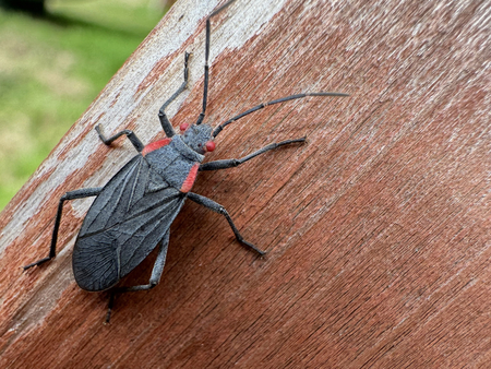 Entry image for Red Shouldered Bug. Clicking this image will show a larger photo