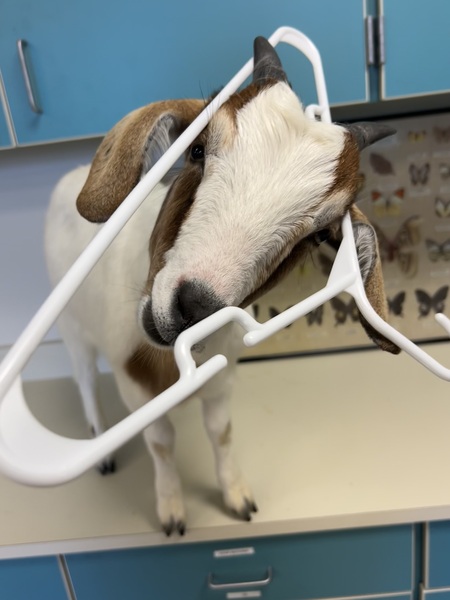 Entry image for The GOAT goes to school. Clicking this image will show a larger photo