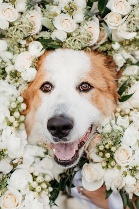Entry image for Pawsitively Blooming. Clicking this image will show a larger photo