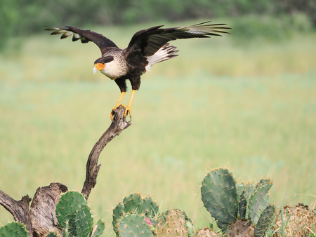 Entry image for Perch of Power. Clicking this image will show a larger photo