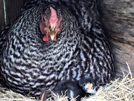 Entry image for Mothers love. Clicking this image will show a larger photo