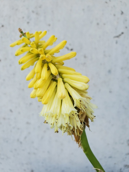 Entry image for Concrete Garden. Clicking this image will show a larger photo