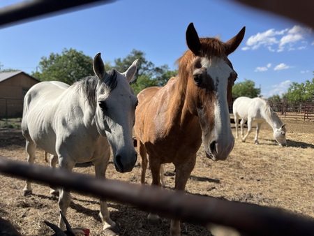 Entry image for You got a friend in me. Clicking this image will show a larger photo