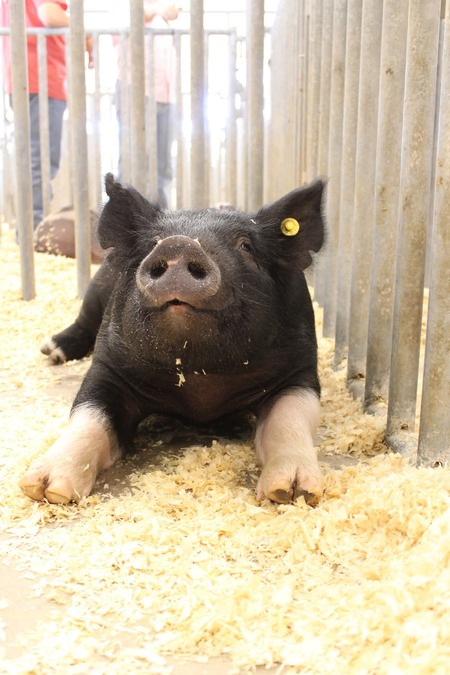 Entry image for Beauty, Not the Beast. Clicking this image will show a larger photo