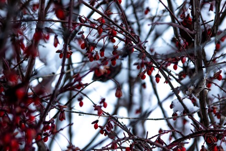 Entry image for Winter berries . Clicking this image will show a larger photo
