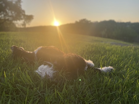 Entry image for Dog days of summer. Clicking this image will show a larger photo