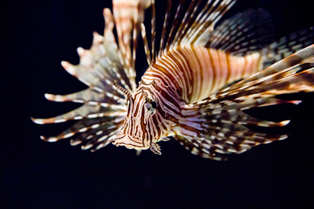 Entry image for Seems Fishy. Clicking this image will show a larger photo