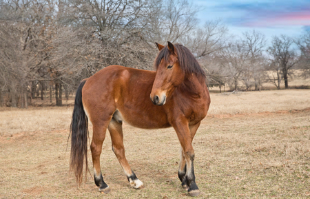 Entry image for Standing at Attention. Clicking this image will show a larger photo