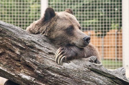 Entry image for Cuddly Bear. Clicking this image will show a larger photo