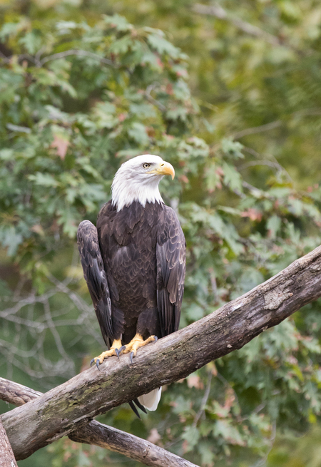 Entry image for Fly Like an Eagle. Clicking this image will show a larger photo