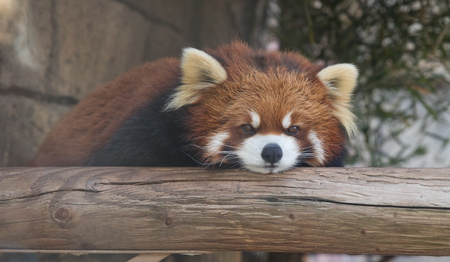 Entry image for Lazy Days. Clicking this image will show a larger photo