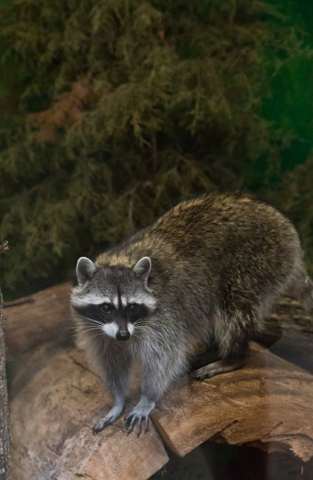 Entry image for Mr. Raccoon. Clicking this image will show a larger photo