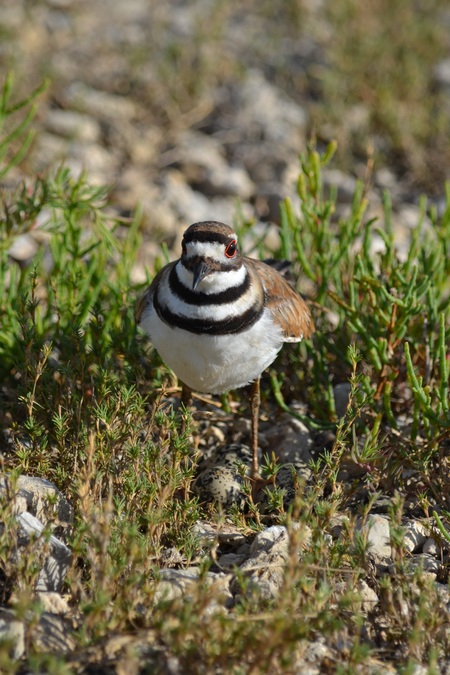 Entry image for Mother. Clicking this image will show a larger photo