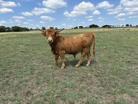 Entry image for My Highland Bull. Clicking this image will show a larger photo