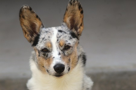 Entry image for Dignity in Silence . Clicking this image will show a larger photo