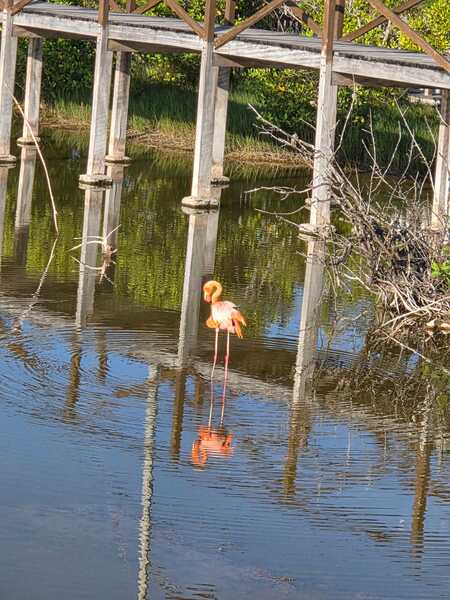 Entry image for Flamingo in the Galapagos . Clicking this image will show a larger photo