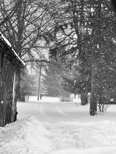 Entry image for Winters Day. Clicking this image will show a larger photo