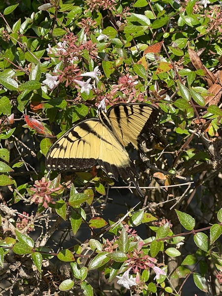 Entry image for Butterfly resting . Clicking this image will show a larger photo