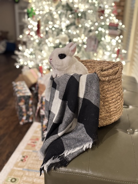 Entry image for Bun in basket . Clicking this image will show a larger photo