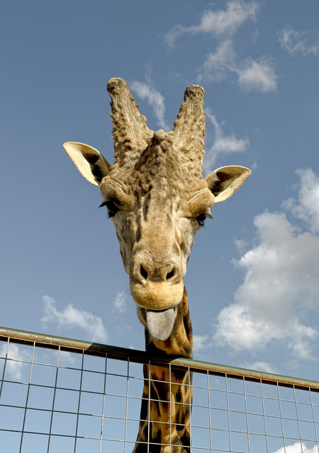 Entry image for Safari Trip. Clicking this image will show a larger photo