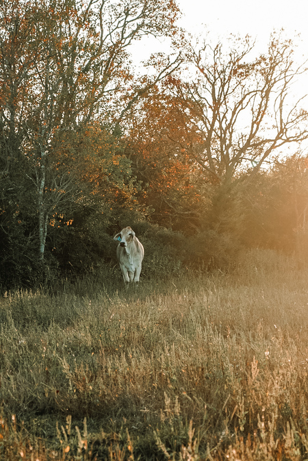 Entry image for Beauty in the Brush. Clicking this image will show a larger photo