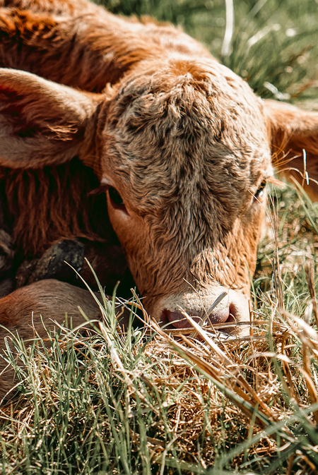 Entry image for Sweet face. Clicking this image will show a larger photo