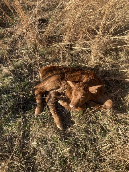 Entry image for Resting. Clicking this image will show a larger photo