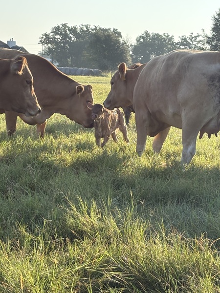 Entry image for New Life. Clicking this image will show a larger photo