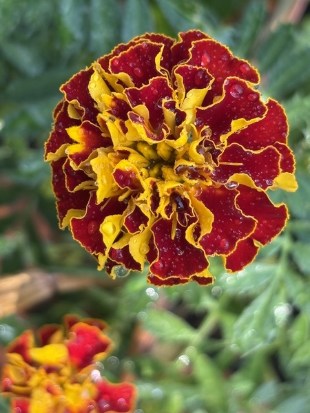 Entry image for After The Rain. Clicking this image will show a larger photo